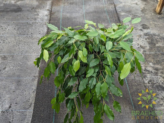 Large weeping Ficus Benjamina - NO SHIP -