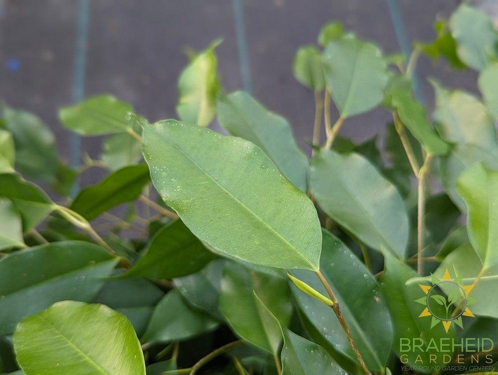 Large weeping Ficus Benjamina - NO SHIP -