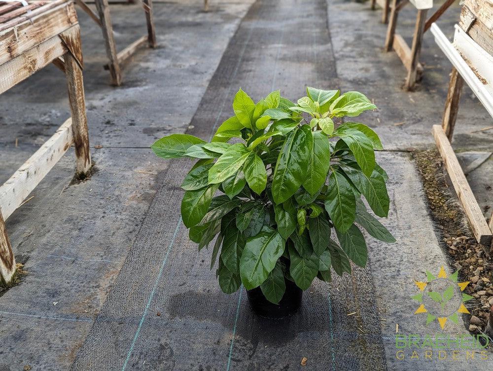 Large Umbrella Tree Alpine