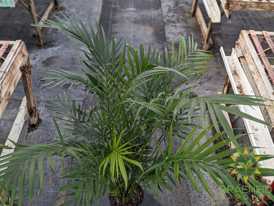 Large Cataractarum Palm - NO SHIP -