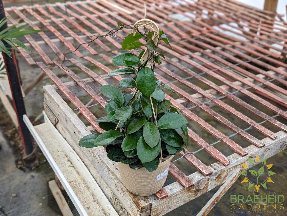 Hoya Australis Hanging Basket