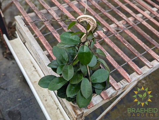 Hoya Australis Hanging Basket