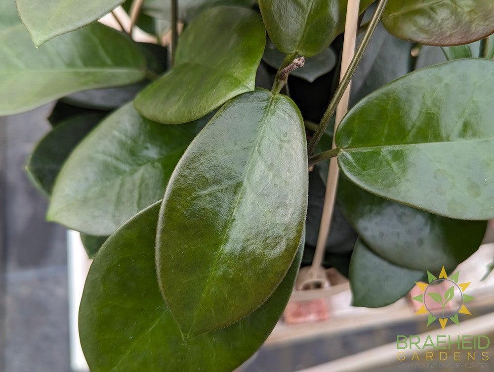 Hoya Australis Hanging Basket
