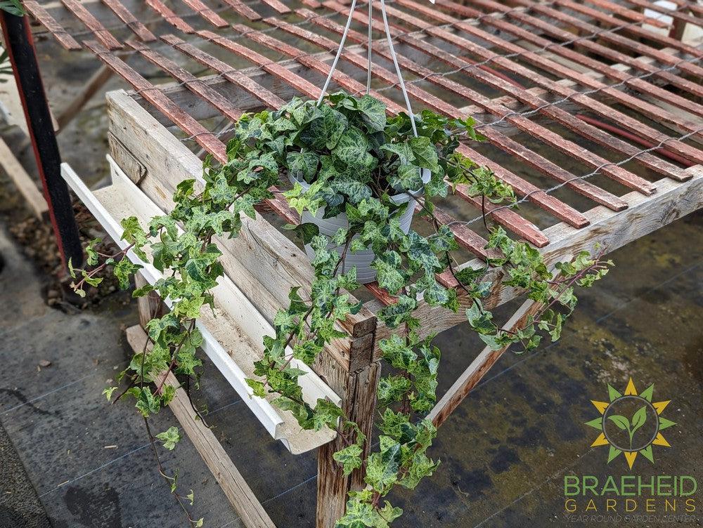 English Ivy Luzii Hanging Basket
