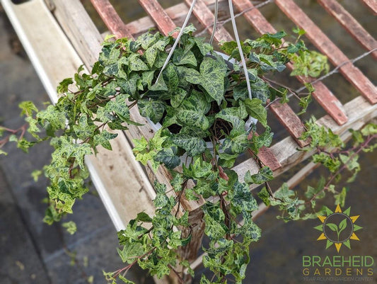English Ivy Luzii Hanging Basket