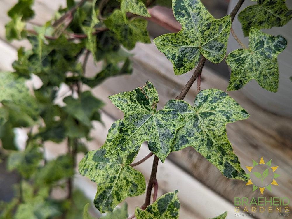 English Ivy Luzii Hanging Basket