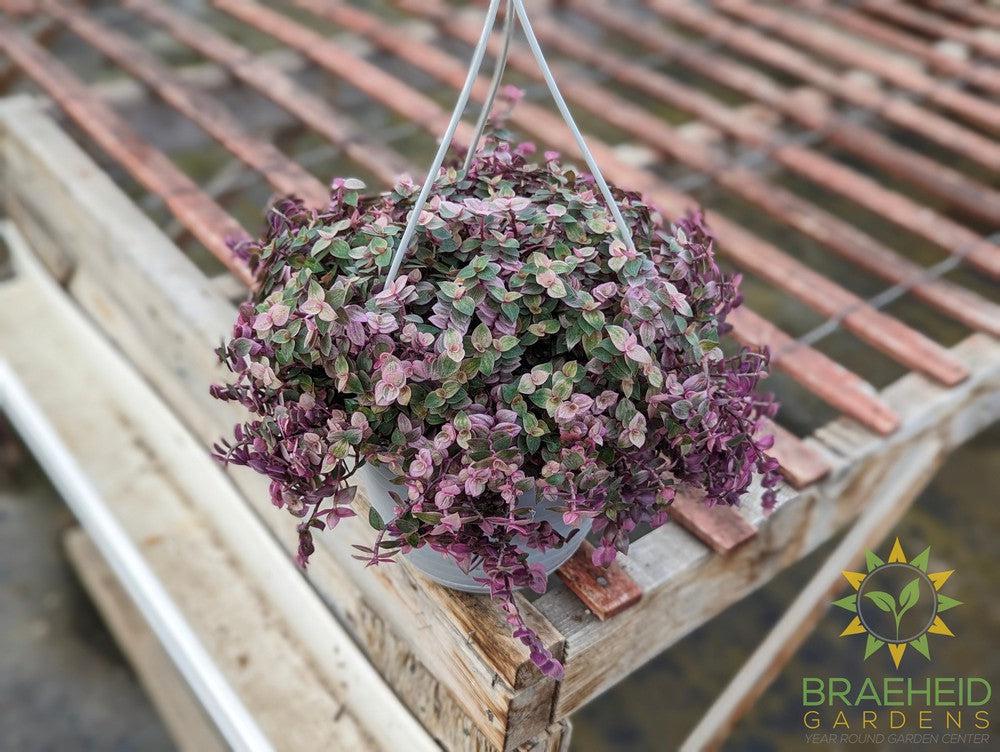 Callisia Pink Panther Hanging basket