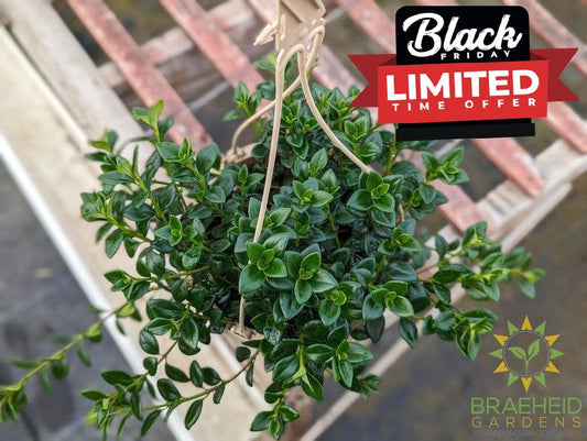 Goldfish Hypocerta Hanging Basket