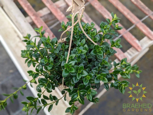 Goldfish Hypocerta Hanging Basket