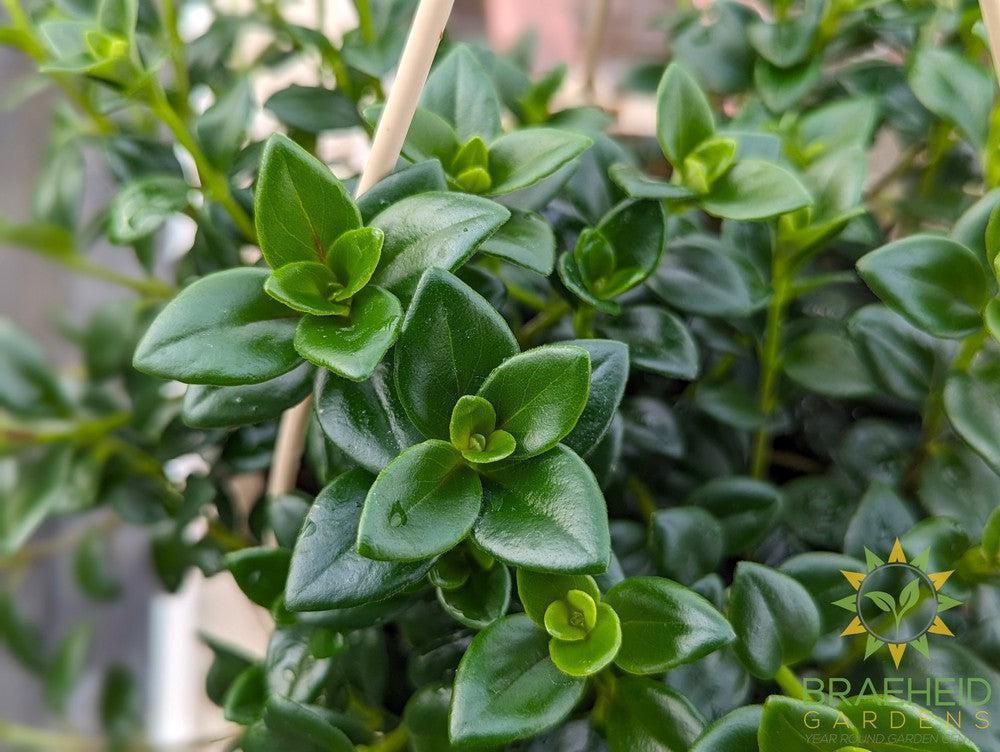 Goldfish Hypocerta Hanging Basket