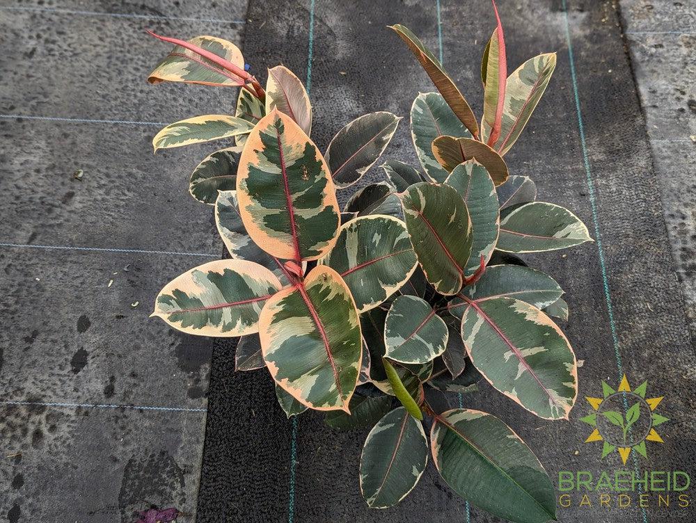 Large Rubber Tree Ruby - NO SHIP