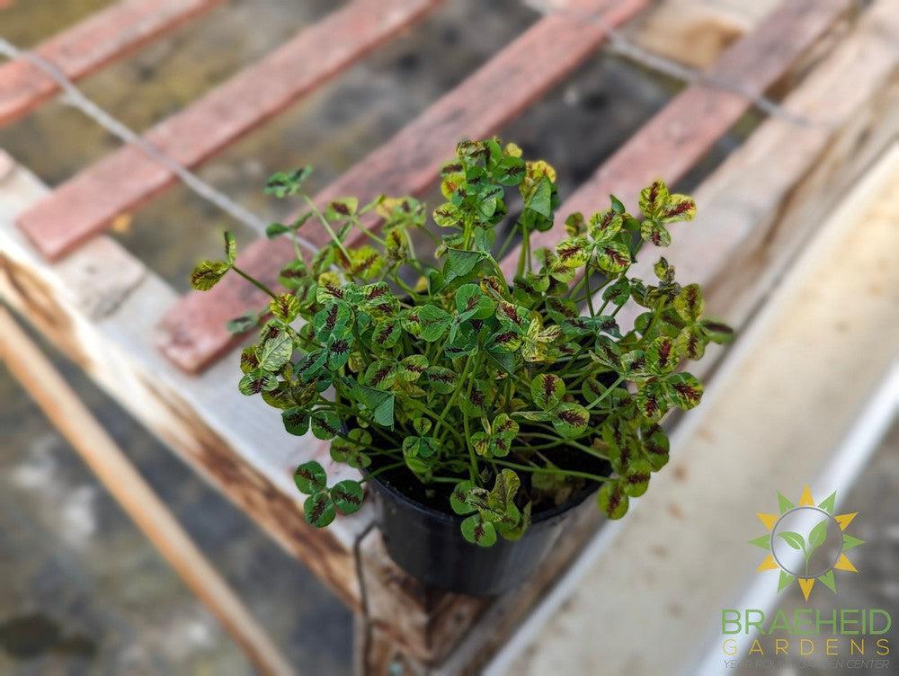 Clover 4 Luck Shamrock (Multiple Color Variants)