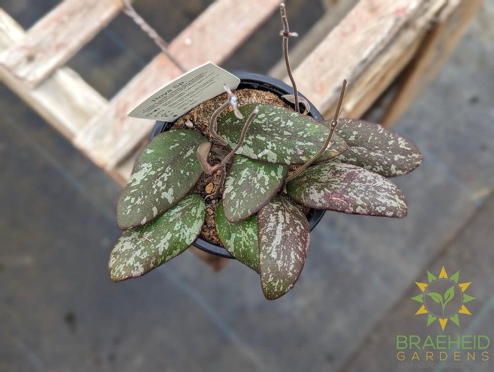 Hoya Sigitalis