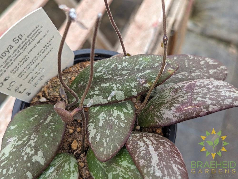 Hoya Sigitalis