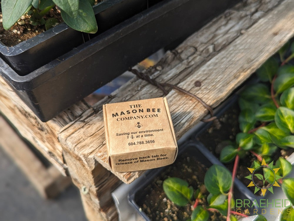 Mason Bee Cocoons - NO SHIP -