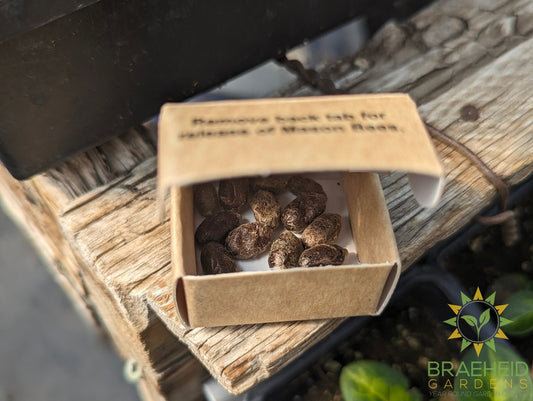 Mason Bee Cocoons - NO SHIP -