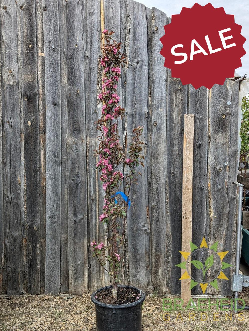 Purple Spire® Columnar Crabapple- Tree for sale, Grown in Grande Prairie -Braeheid Gardens Ltd. on Emerson Trail