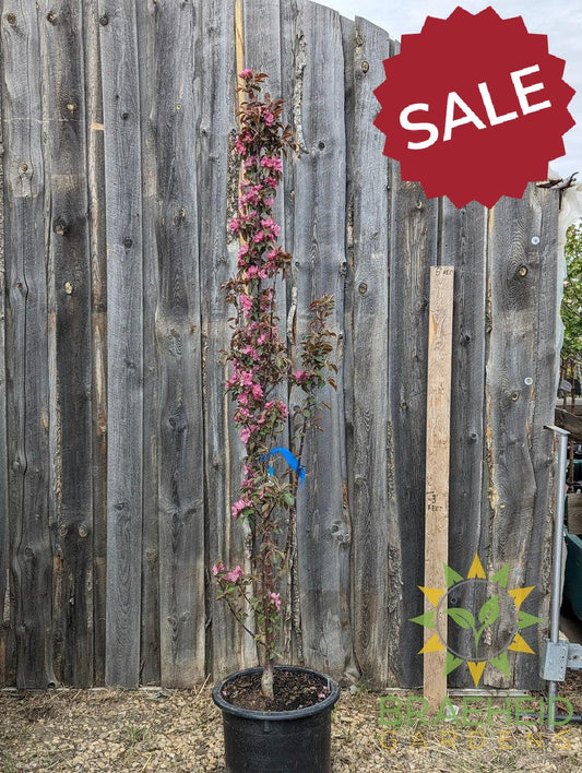 Purple Spire® Columnar Crabapple- Tree for sale, Grown in Grande Prairie -Braeheid Gardens Ltd. on Emerson Trail