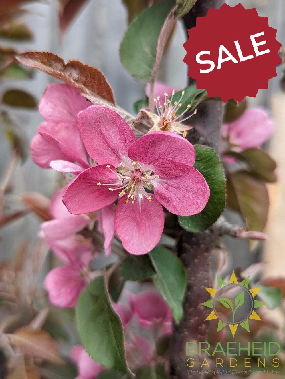 Purple Spire® Columnar Crabapple- Tree for sale, Grown in Grande Prairie -Braeheid Gardens Ltd. on Emerson Trail