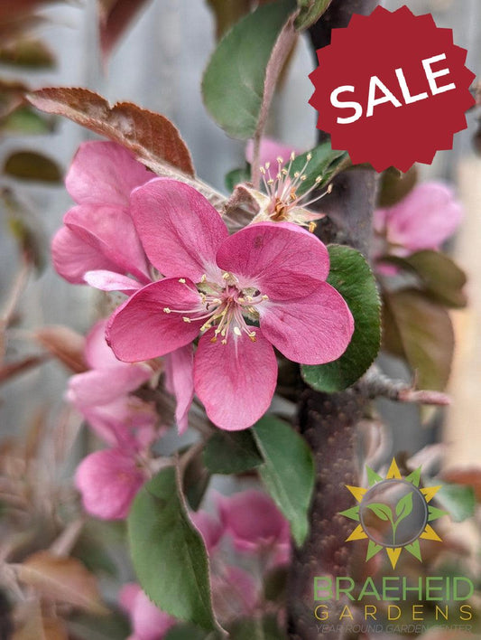 Purple Spire® Columnar Crabapple- Tree for sale, Grown in Grande Prairie -Braeheid Gardens Ltd. on Emerson Trail