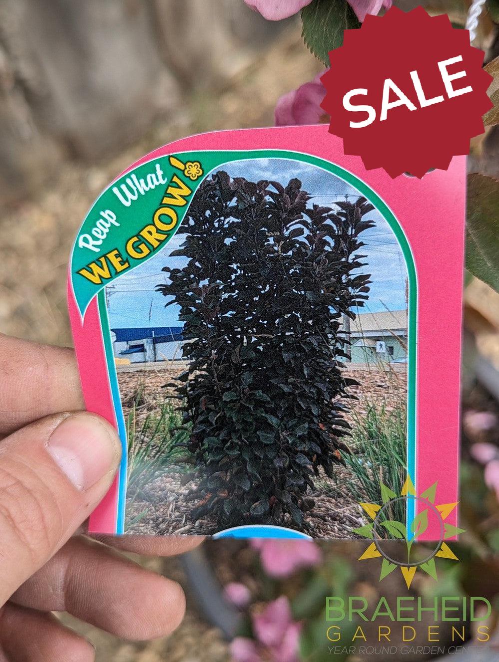 Purple Spire® Columnar Crabapple- Tree for sale, Grown in Grande Prairie -Braeheid Gardens Ltd. on Emerson Trail