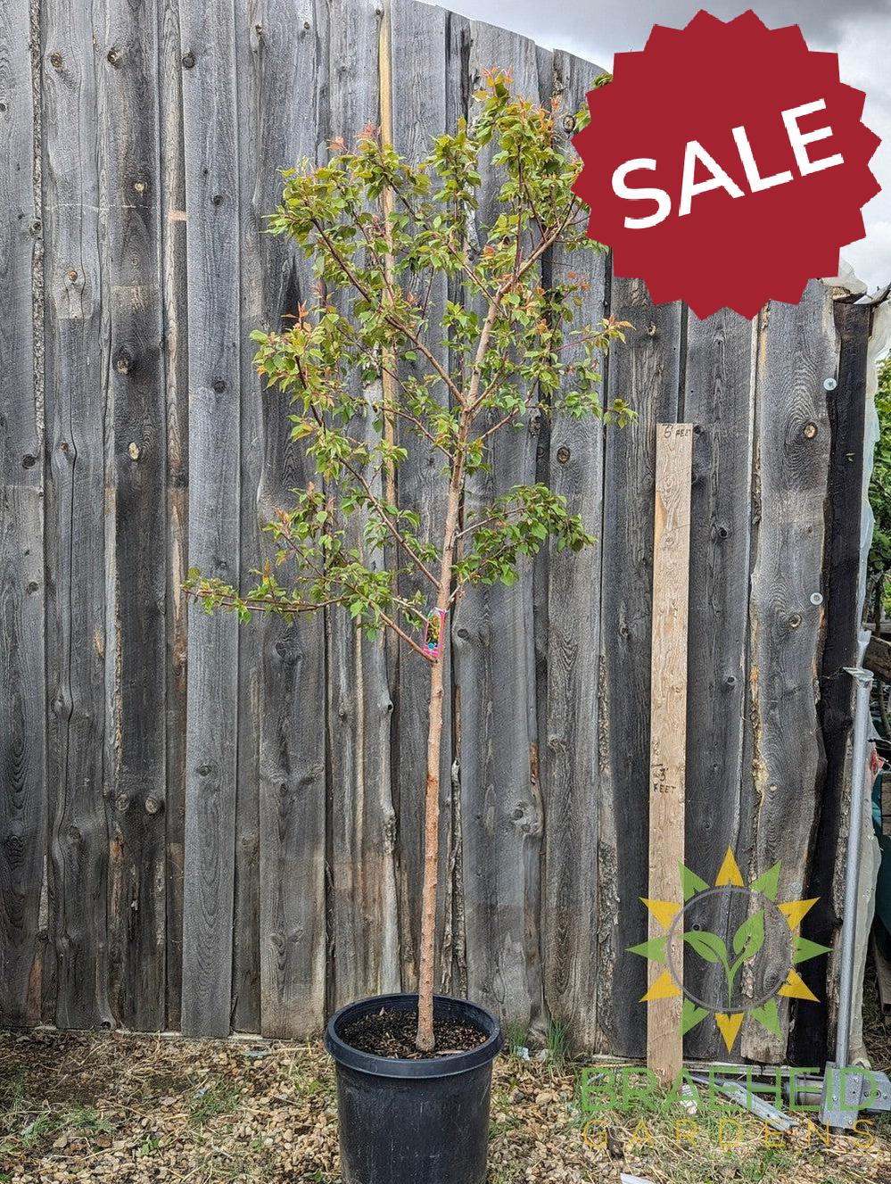 Casino™ Apricot- Tree for sale, Grown in Grande Prairie -Braeheid Gardens Ltd. on Emerson Trail