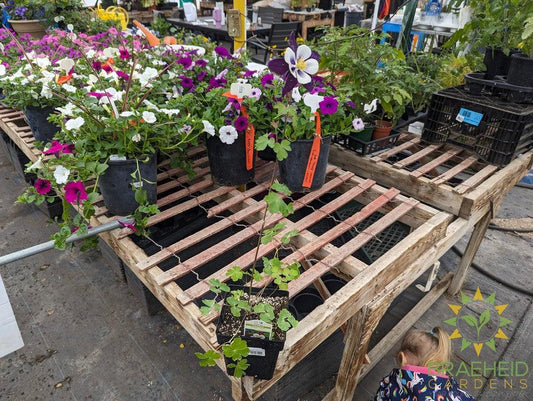 Columbine Swan Violet & White