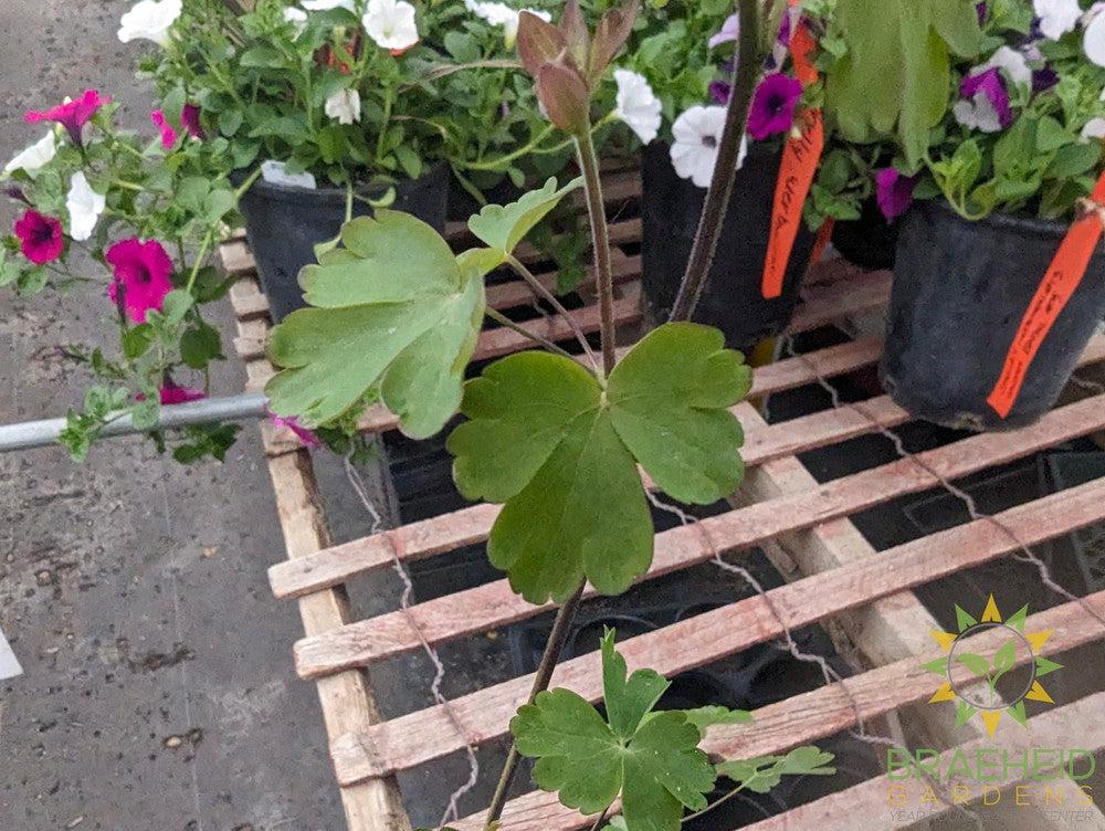 Columbine Swan Violet & White