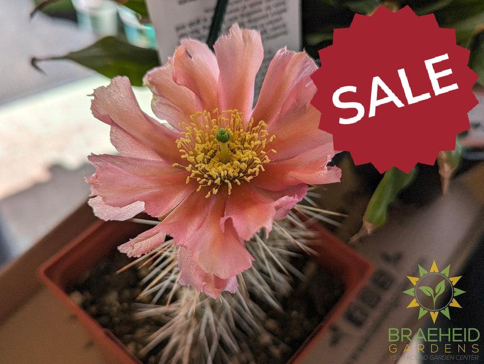 Peach Mesa Prickly Pear- NO SHIP
