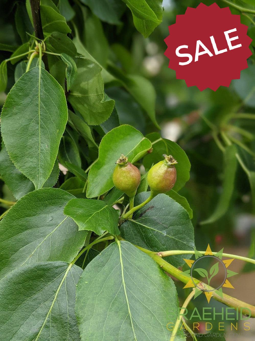 Golden Spice Pear- Tree for sale, Grown in Grande Prairie -Braeheid Gardens Ltd. on Emerson Trail