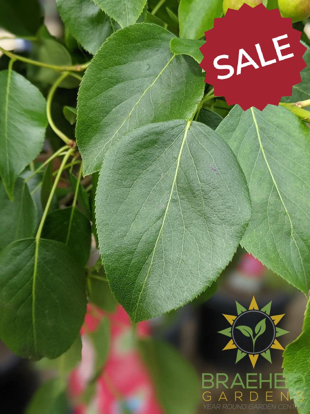Golden Spice Pear- Tree for sale, Grown in Grande Prairie -Braeheid Gardens Ltd. on Emerson Trail