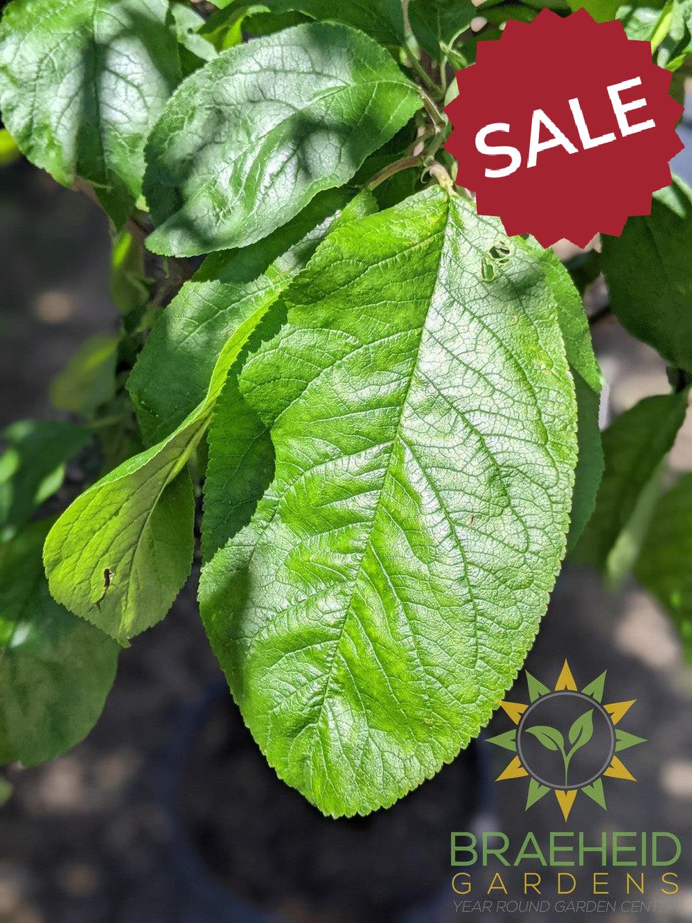 Opata Cherry Plum- Tree for sale, Grown in Grande Prairie -Braeheid Gardens Ltd. on Emerson Trail