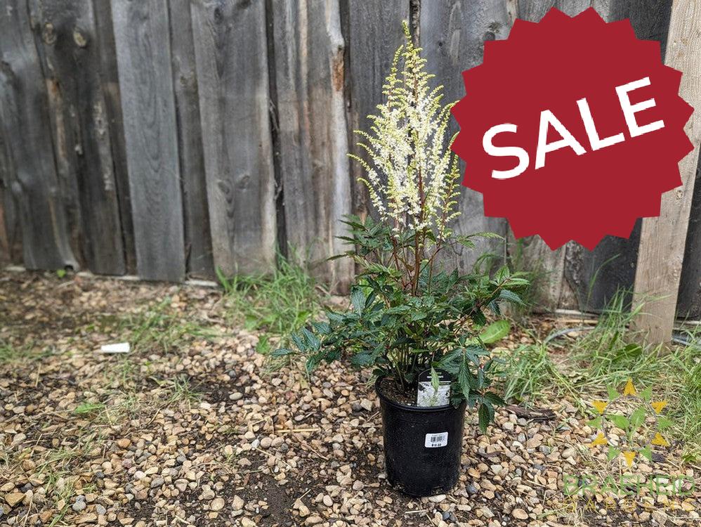 Astilbe 'Younique White' - NO SHIP -