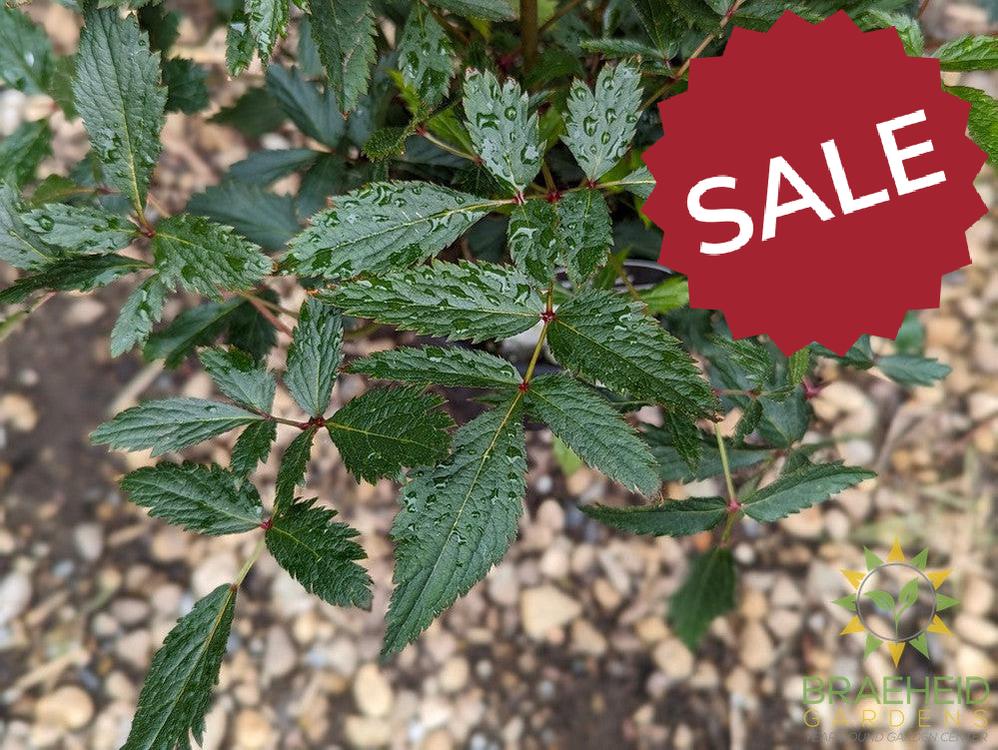Astilbe 'Younique White' - NO SHIP -