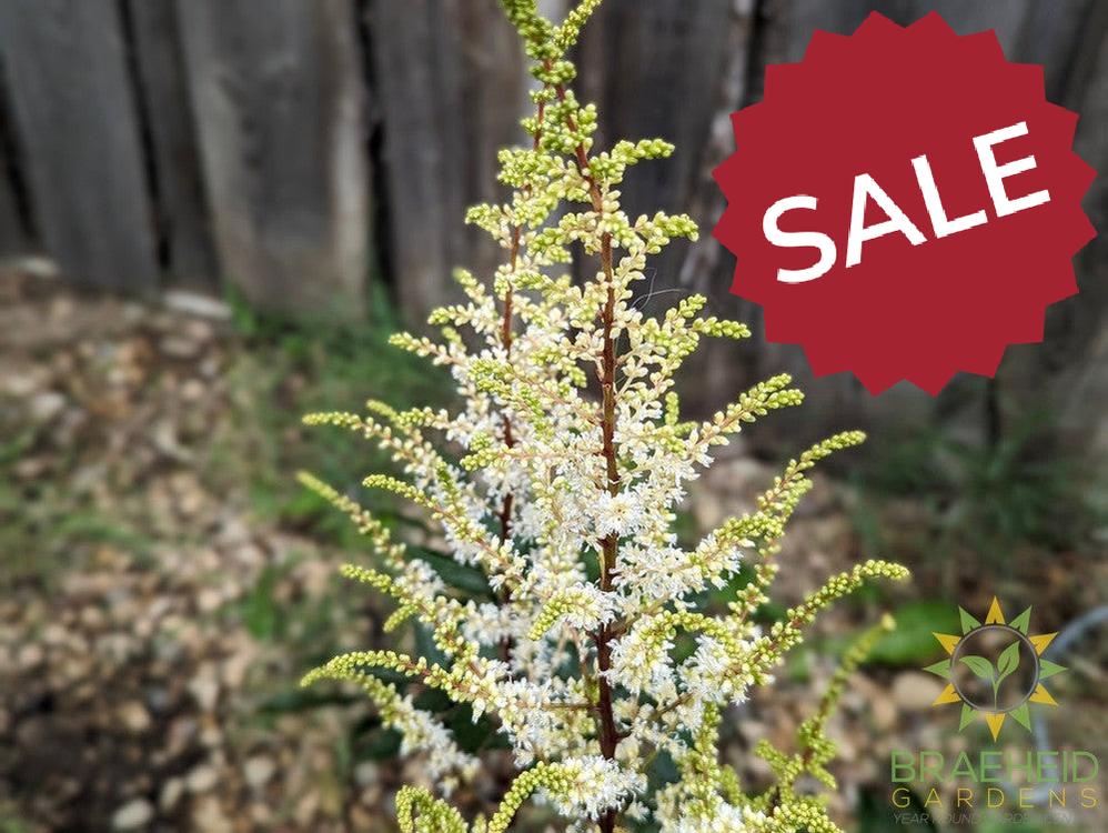 Astilbe 'Younique White' - NO SHIP -