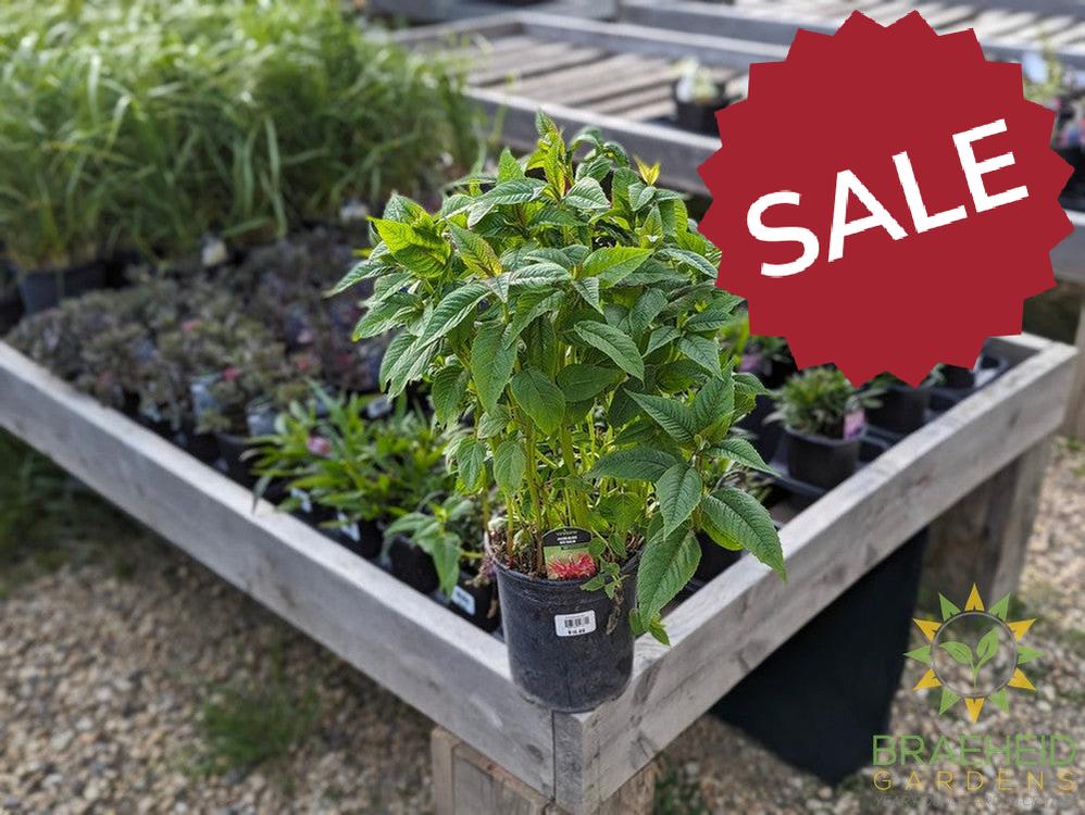 Bee Balm 'Jacob Kline' - NO SHIP -