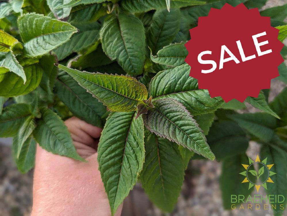 Bee Balm 'Jacob Kline' - NO SHIP -