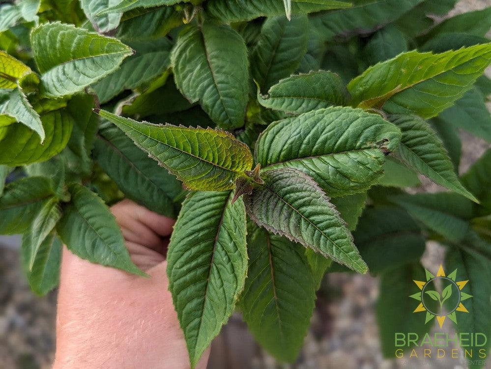 Bee Balm 'Jacob Kline' - NO SHIP -