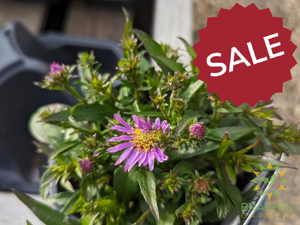 Aster dumosus 'Wood's Pink' - NO SHIP -