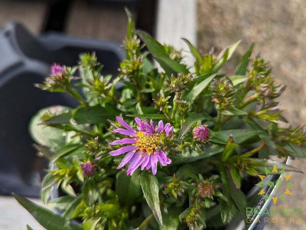 Aster dumosus 'Wood's Pink' - NO SHIP -