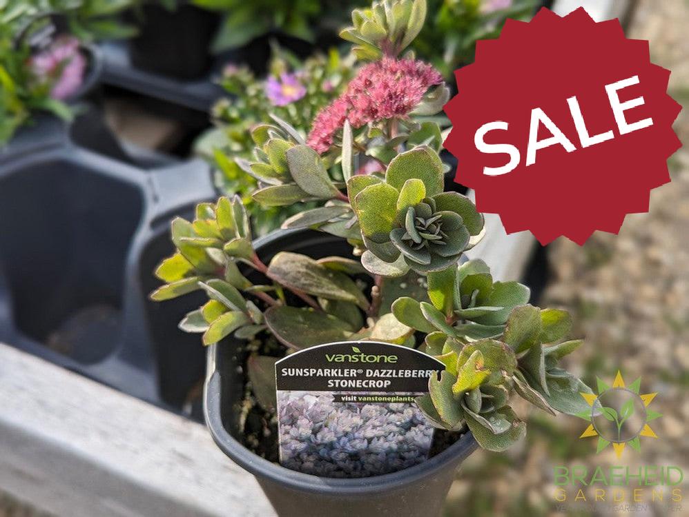 Sedum Sunsparkler Dazzleberry