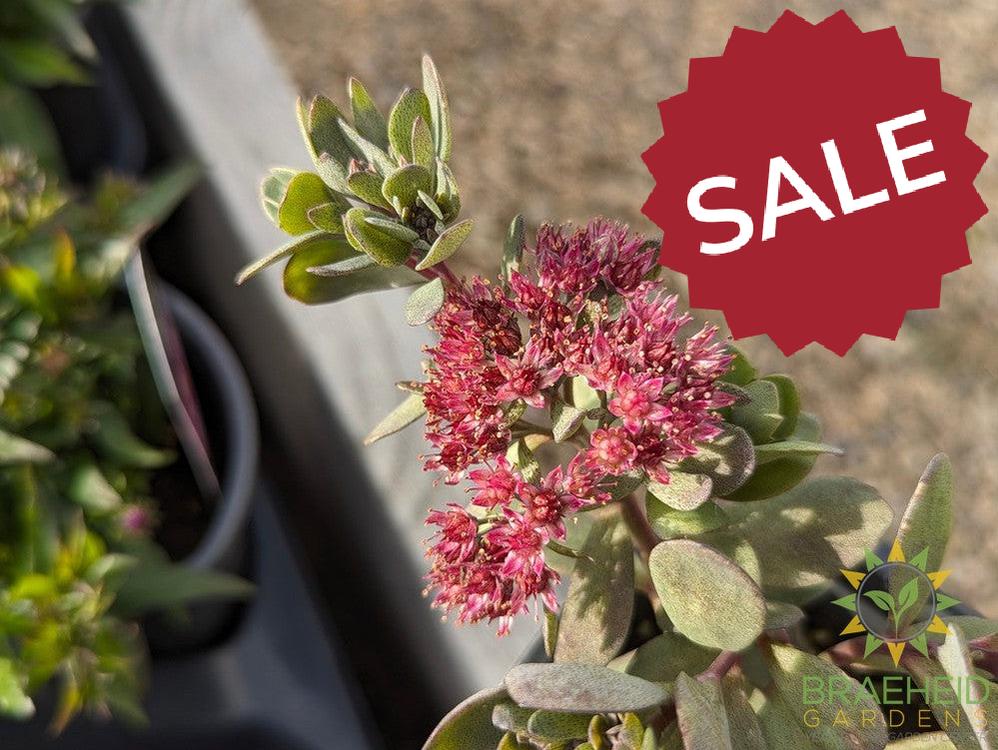 Sedum Sunsparkler Dazzleberry