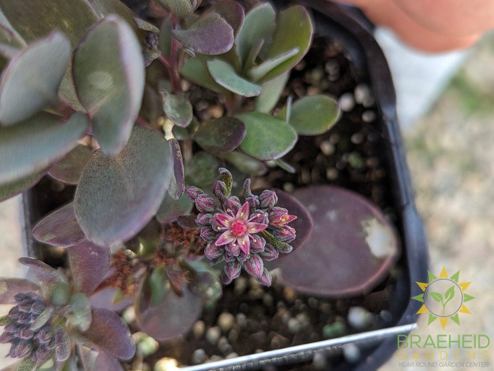 Sedum Sunsparkler Plum Dazzled
