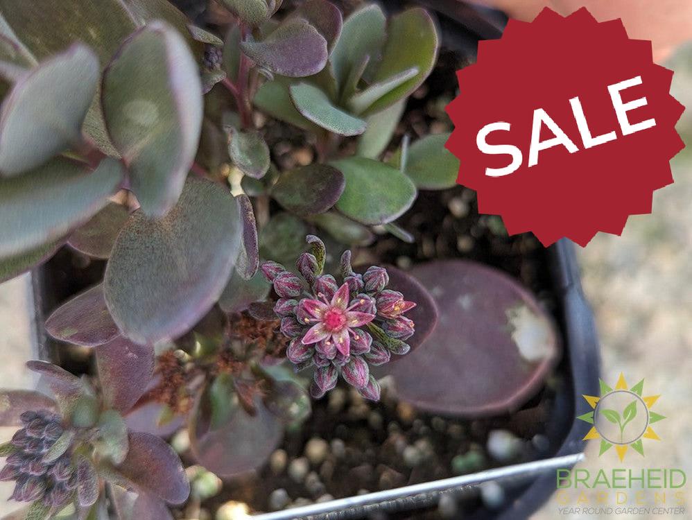 Sedum Sunsparkler Plum Dazzled