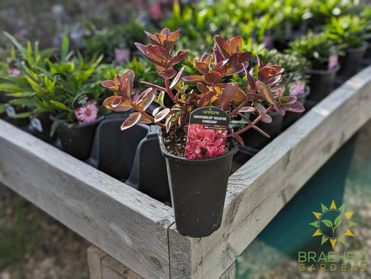 Sedum Sunsparkler Wildfire