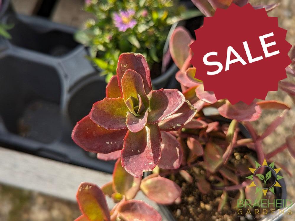 Sedum Sunsparkler Wildfire