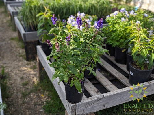 Salvia Sage 'Blue Marvel' - NO SHIP -