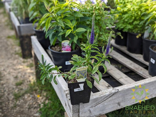 Veronica (Speedwell) Royal Candles - NO SHIP -