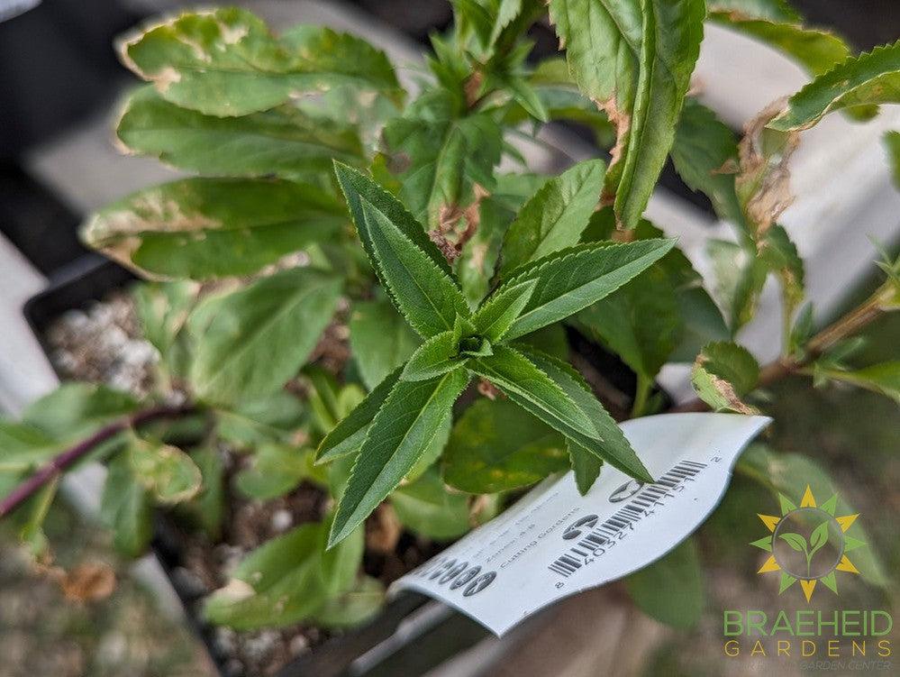 Veronica (Speedwell) Royal Candles - NO SHIP -