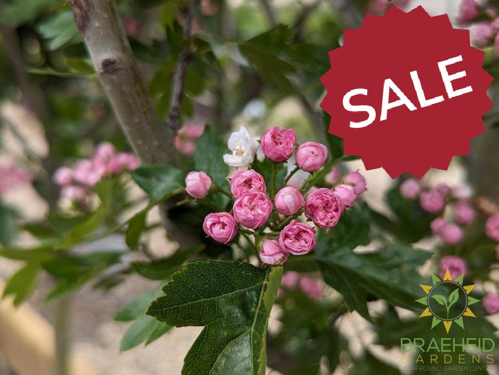 Toba Hawthorn- Tree for sale, Grown in Grande Prairie -Braeheid Gardens Ltd. on Emerson Trail